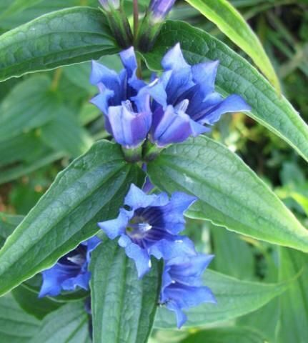 Gentiana asclepiadea